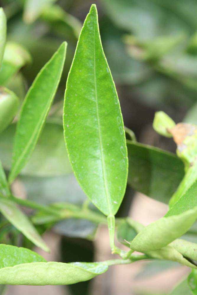           Unifoliolate leaf of  Citrus reticulata          (Bower, Riverside,   CA)   